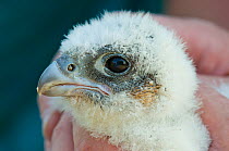 Close up portrait of a Peregrine falcon (Falco peregrinus) chick, aged three weeks, during a ringing session, Bristol, England, UK, May.Did you know? Peregrine falcons are the world's most widespread...