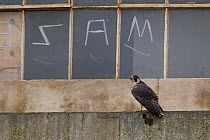 Juvenile male Peregrine falcon (Falco peregrinus)perched on a window ledge, with graffitied window behind, Bristol, England, UK, June.