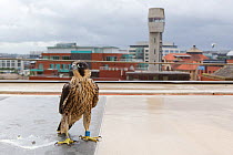 Juvenile male Peregrine falcon (Falco peregrinus) on a rooftop, with cityscape background, Bristol, England, UK, June.
