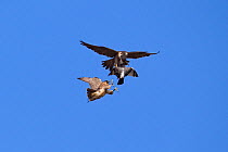 Adult male Peregrine falcon (Falco peregrinus) food passing a Feral pigeon (Columba livia) to his offspring, Bristol, England, UK, June.