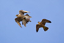 Juvenile male Peregrine falcon (Falco peregrinus) in flight chasing his parent who has Feral pigeon (Columba livia) kill in claws, Bristol, England, UK, June.