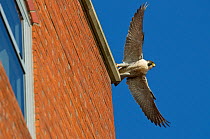 Adult female Peregrine falcon (Falco peregrinus) taking flight from the roof an office block, Bristol, England, UK, May. Did you know? Peregrine falcons have specially adapted nostrils to prevent the...