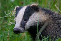 Badger (Meles meles) cub amongst long grass, Dorset, England, UK, July.
