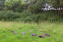 Badger (Meles meles) family feeding in long grass near to their sett, Dorset, England, UK, July.