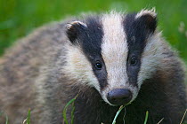 Badger (Meles meles) cub, Dorset, England, UK, July. Did you know? The word Badger derives from the French 'Becheur', meaning digger.