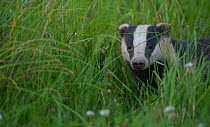 Adult Badger (Meles meles)  in long grass, Dorset, England, UK, July.