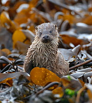 European river otter (Lutra lutra) cub amongst kelp on shoreline, Shetland Isles, Scotland, UK, October.