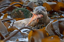 European river otter (Lutra lutra) cub with Scorpion fish (Scorpaena) prey, Shetland Isles, Scotland, UK, October.