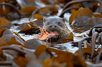 European river otter (Lutra lutra) cub with Scorpion fish (Scorpaena) prey, Shetland Isles, Scotland, UK, October.