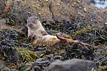 European river otter (Lutra lutra) cub lying on back and drying itself on seaweed, Shetland Isles, Scotland, UK, October.