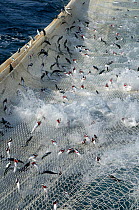 Atlantic mackerel (Scomber scombrus) in the net of Shetland pelagic trawler 'Charisma', Shetland Isles, Scotland, UK, October 2012.