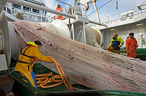 Crew hauling in net with catch of Atlantic mackerel (Scomber scombrus) on board the Shetland pelagic trawler 'Charisma', Shetland Isles, Scotland, UK, October 2012. Model released.