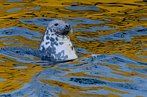 Grey seal (Halichoerus grypus) scavenging fish around trawlers in Lerwick harbour, Shetland Isles, Scotland, UK, October 2012.