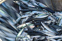 Catch of Atlantic mackerel (Scomber scombrus) in fish separator on board Shetland pelagic trawler 'Charisma', Shetland Isles, Scotland, UK, October 2012.