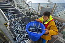 Atlantic mackerel (Scomber scombrus) in fish separator on board Shetland pelagic trawler 'Charisma', with crew member David Anderson taking a sample for measurement. Shetland Isles, Scotland, UK, Octo...