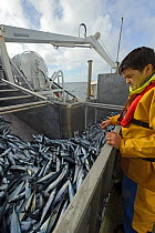 Atlantic mackerel (Scomber scombrus) in fish separator on board Shetland pelagic trawler 'Charisma', Shetland Isles, Scotland, UK, October 2012. Model released.