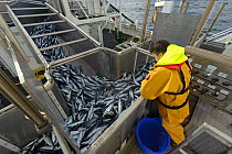 Atlantic mackerel (Scomber scombrus) in fish separator on board Shetland pelagic trawler 'Charisma', Shetland Isles, Scotland, UK, October 2012. Model released.