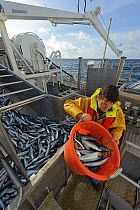 Atlantic mackerel (Scomber scombrus) catch in fish separator on board Shetland pelagic trawler 'Charisma', with crew member David Anderson taking a sample for measurement. Shetland Isles, Scotland, UK...