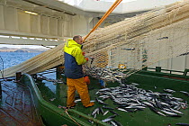 Crew member Greig Anderson cleaning nets of Atlantic mackerel (Scomber scombrus) on board Shetland pelagic trawler 'Charisma', Shetland Isles, Scotland, UK, October 2012. Model released.