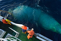 Net full of Atlantic mackerel (Scomber scombrus) being hauled in alongside the Shetland pelagic trawler 'Charisma', Shetland Isles, Scotland, UK, October 2012. Model released.