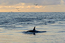 Killer whale (Orcinus orca) following Shetland pelagic trawler 'Charisma' close to Eshaness. October 2012.