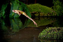 Common frog (Rana temporaria) leaping into a pond, controlled conditions, UK.