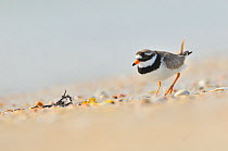 Male Ringed plover (Charadrius hiaticula) on beach, Outer Hebrides, Scotland, UK, June. Did you know? When Plovers sense danger a parent bird will pretend to have a broken wing to distract predators.