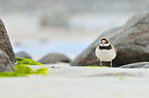 Male Ringed plover (Charadrius hiaticula) on beach, Outer Hebrides, Scotland, UK, June.