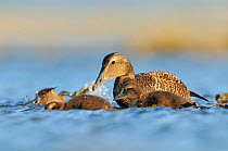 Female Eider (Somateria mollissima) foraging for food with her chicks, Outer Hebrides, Scotland, UK, June.