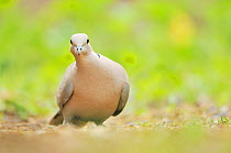 Collared dove (Streptopelia decaocto), Perthshire, Scotland, UK, June.