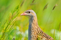 Male Corncrake (Crex crex) South Uist, Outer Hebrides, Scotland, UK, June. Did you know? Corncrakes make a rasping call which sounds like a nail scraped along a comb.