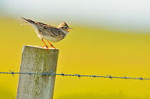 Skylark (Alauda arvensis) perched on a fence post, vocalising, Balranald RSPB reserve, North Uist, Outer Hebrides, Scotland, UK, June. Did you know? The collective noun for a group of Skylarks is an e...