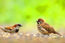 Male House sparrow (Passer domesticus) and Tree sparrow (Passer montanus) feeding on ground, Perthshire, Scotland, UK, July.