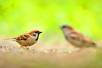 Tree sparrow (Passer montanus) with House sparrow (Passer domesticus) in the background, Perthshire, Scotland, UK, July.