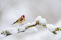 Goldfinch (Carduelis carduelis) perched on a snow covered branch, Perthshire, Scotland, UK, April.