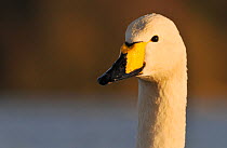 Head portrait of a Whooper swan (Cygnus cygnus) on Hogganfield Loch, Glasgow, Scotland, UK, February.