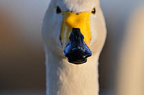 Close up of a Whooper swan (Cygnus cygnus) on Hogganfield Loch, Glasgow, Scotland, UK, February.