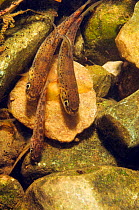 Brown trout (Salmo trutta) fry on river bed, Cumbria, England, UK, September.