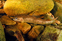 Brown trout (Salmo trutta) fry on river bed, Cumbria, England, UK, September.