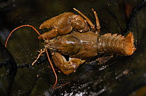 White clawed crayfish (Austropotamobius pallipes) in a small fishing net, caught as part of the Eden Rivers Trust crayfish capture and release population survey, River Leith, Cumbria, England, UK, Sep...
