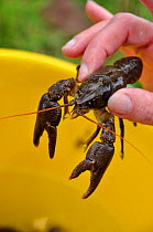 White clawed crayfish (Austropotamobius pallipes) being held by Conservation officer Joanne Backshall, part of the Eden Rivers Trust crayfish  capture and release population survey, River Leith, Cumbr...