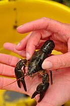 White clawed crayfish (Austropotamobius pallipes) being held by Conservation officer Joanne Backshall, part of the Eden Rivers Trust crayfish  capture and release population survey, River Leith, Cumbr...