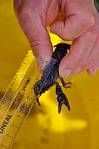 White clawed crayfish (Austropotamobius pallipes) being measured by Conservation officer Joanne Backshall, part of the Eden Rivers Trust crayfish  capture and release population survey, River Leith, C...
