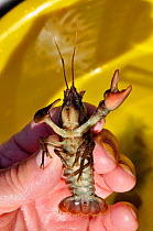 White clawed crayfish (Austropotamobius pallipes) being held by Conservation officer Joanne Backshall, with yellow bucket in the background, part of the Eden Rivers Trust crayfish  capture and release...