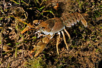 White clawed crayfish (Austropotamobius pallipes) underwater on riverbed, River Leith, Cumbria, England, UK, September 2012.
