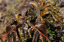 White clawed crayfish (Austropotamobius pallipes) underwater on riverbed, River Leith, Cumbria, England, UK, September 2012.