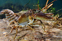 White clawed crayfish (Austropotamobius pallipes) underwater on riverbed, showing defensive posture, River Leith, Cumbria, England, UK, September 2012.