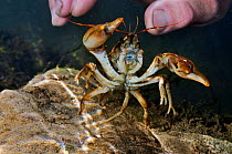 White clawed crayfish (Austropotamobius pallipes) underwater on riverbed, displaying defensize posture, with hand reaching in, part of the Eden Rivers Trust crayfish  capture and release population su...
