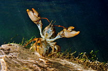 White clawed crayfish (Austropotamobius pallipes) underwater on riverbed, showing defensive posture, River Leith, Cumbria, England, UK, September 2012.  Did you know? White clawed crayfish can live fo...