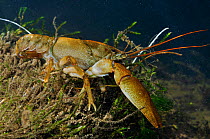 White clawed crayfish (Austropotamobius pallipes) on river bed, viewed underwater, River Leith, Cumbria, England, UK, September 2012.